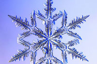 در دمای منفي 27 تا 30 درجه فارنهايت، دانه‌هاي برف حالت منظمی شبیه درخت پیدا می‌کنند.