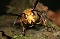 بزرگترين  زنبورسرخ (خرزنبور) جهان كه به اندازه انگشت شست است بسيار مهاجم، شكارگر و در نوع خود زهرآگين و خطرناكترين حشراتند. گوشت قرباني را جويده و آنرا به خمير مغذي تبديل ميكند.
