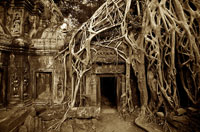 ريشه هاي آبشاري خفه كننده بلند درخت انجير بر روي ديوارهاي سنگي حكاكي شده ي درهم بافته، كه روي هم آويخته شده اند، چارچوب درب "معبد تا-پرام" در كامبوج را تشكيل ميدهند.