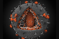 مدل سه بعدي ويروس اچ آي وي (ايدز)- حمله اچ آي وي به رنگ نارنجي، سلولهاي ايمني به رنگ خاكستري و بريده مثلثي بمعناي تركيب ويروس با سلول ايمني است تا آنرا به ويروس مبتلا نمايد.
