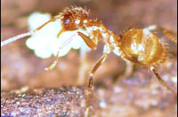 اين مورچه آرژانتيني به خاطر رفتارهاي عجيب و غريب و بي اختيارش، به عنوان مورچه ديوانه شناخته شده است.