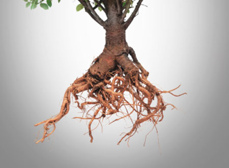 ریشه‌ات به کجا گره خورده؟