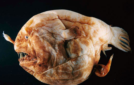 ماهي ترسناكی که خودش را برای ماهی های دیگر آشكار مي كند و ماهيهای هجوم آورده را با دندان گراز مانند خود شکار می کند.