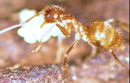 
	اين مورچه آرژانتيني به خاطر رفتارهاي عجيب و غريب و بي اختيار، به عنوان مورچه ديوانه شناخته شده است.
