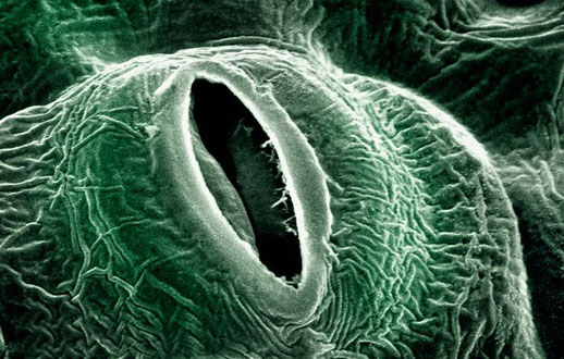 گياهان قاتل: در زمان امواج گرم، گياهان آلودگي هوا را كمتر جذب ميكنند. اين  امر  خطر بروز مشكلات تنفسي را در انسان بيشتر كرده و مي تواند منجر به مرگ آنها شود.