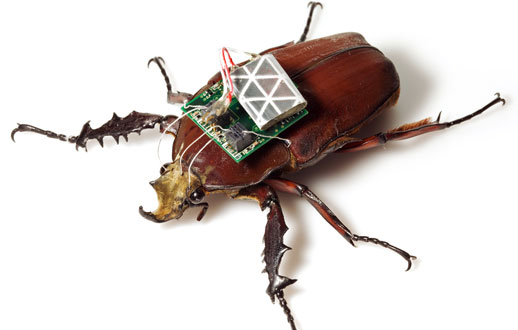 
	دستگاه بسيار كوچكي كه در اين سوسك بكاربرده شد آن را به كوچكترين سايبورگ (نيمه ربات، نيمه سوسك) جهان تبديل ميكند. با كاشتن الكترود در مغز و بال، پرواز آن از راه دور كنترل مي شود.