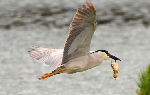 
	زود بزرگ شو تا کمتر طعمه شوی.
