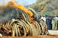 
	سوزاندن عاج صدها فیل در کنیا برای جلوگیری از کشتار بی رویه فیل ها.
