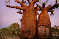 
	درختان &quot;بائوباب&quot; در ماداگاسكار كه تا حدود 25 متر يا بيشتر رشد ميكنند بخاطر ميوه و پوستشان ارزشمند هستند.
