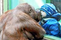 
	بوسه یک کودک از پشت شیشه بر گونه یک آرانگوتان در باغ وحش مسکو.
