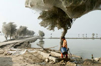 
	پس از آدمدن سیل در پاکستان هزاران درخت با تار عنکبوت تنیده شدند. عنکبوتها برای رهایی از سیل به وی درختان پناه بردند.
