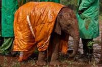 
	حفاظت از بچه فیل در برابر سرما و باران در نایروبی.
