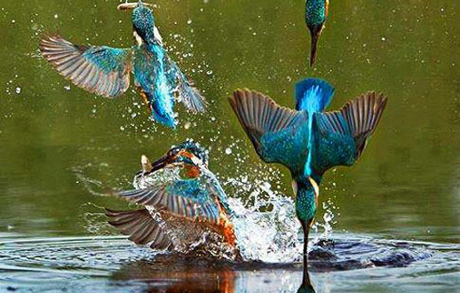 
	آب‌بازی پرنده‌ها...
