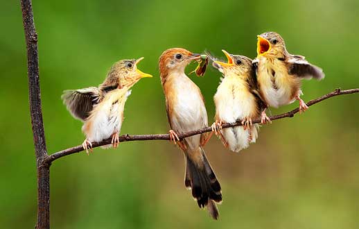 تا دهنت را باز نکنی خبری از غذا نیست. اما اگر همیشه دهانت باز بود، بهتر است به متخصص فک و دهان مراجعه کنی.