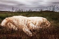 
	شیری در حال استراحت در چمن زاری در آفریقای جنوبی.
