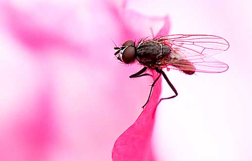 
	فقط مگس‌ها هستند که برایشان مهم نیست کجا نشستند؛ روی گُل یا...
