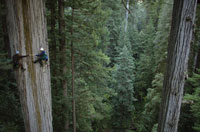 
	بالا رفتن يك گياه شناس و بوم شناس از درخت 750 ساله اي بنام &quot;سرخ چوب&quot; به ارتفاع تقريبا  107 متردر كاليفرنيا
