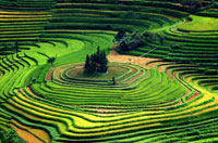 مزارع پلكاني برنج، در يكي از روستاهاي ويتنامي-- كشور ويتنام هم اكنون دومين و بزرگترين صادركننده برنج بعد از تايلند است.