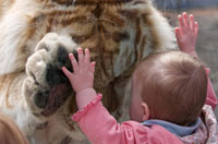 
	ابراز احساسات یک ببر 370 کیلویی به یک دختربچه در باغ وحش بریتانیا.

