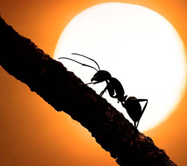 مورچه‌ها خسته هستند!