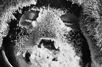 
	پوشيده شدن نقاب صورت يك داوطلب قطبي با برف و يخ، در سال 1332 (1958 ) در قطب جنوب

