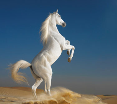 برای هیچ‌کس تعریف نکن